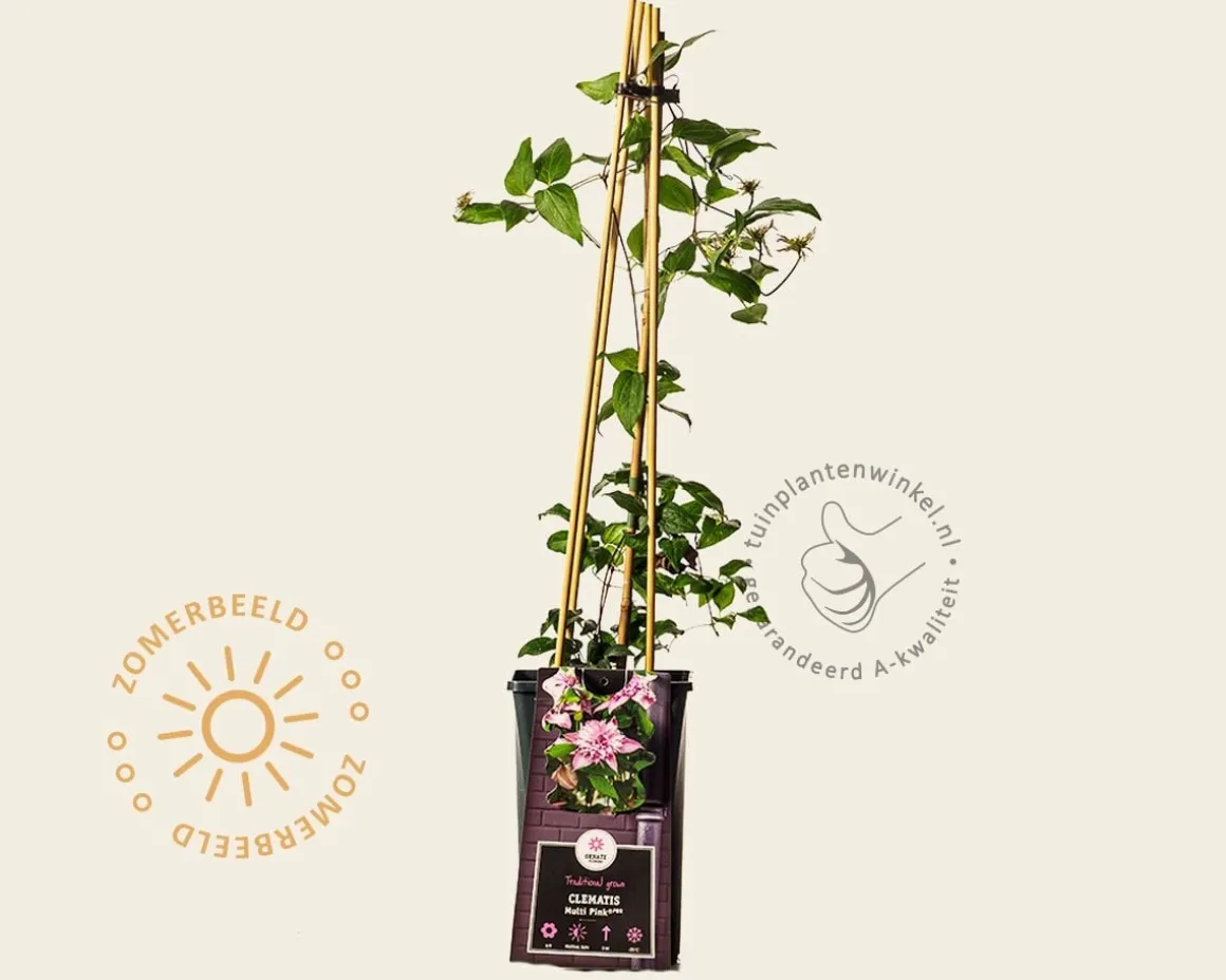 Clematis patens 'Multi Pink'