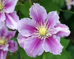 Clematis patens 'Piilu'