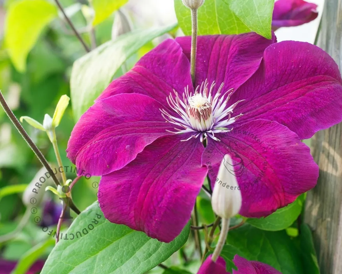 Clematis patens 'Rouge Cardinal'