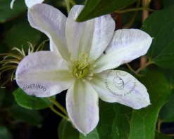 Clematis patens 'Yukikomachi'