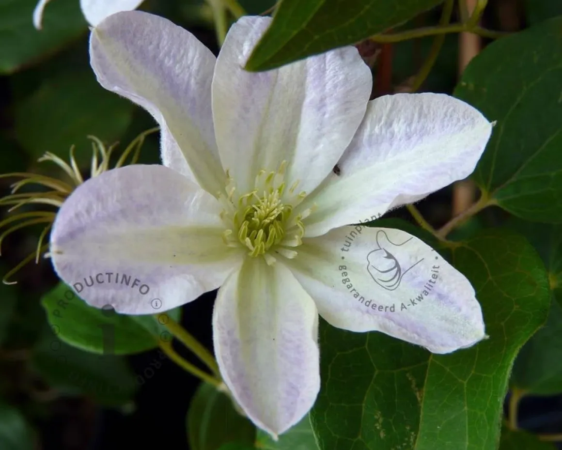 Clematis patens 'Yukikomachi'