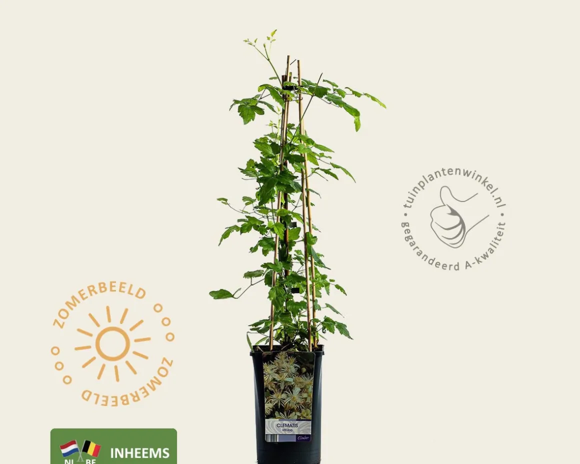 Clematis vitalba