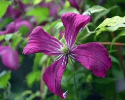 Clematis viticella 'Madame Julia Correvon'