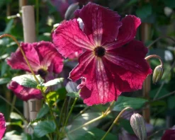 Clematis viticella 'Rubra'