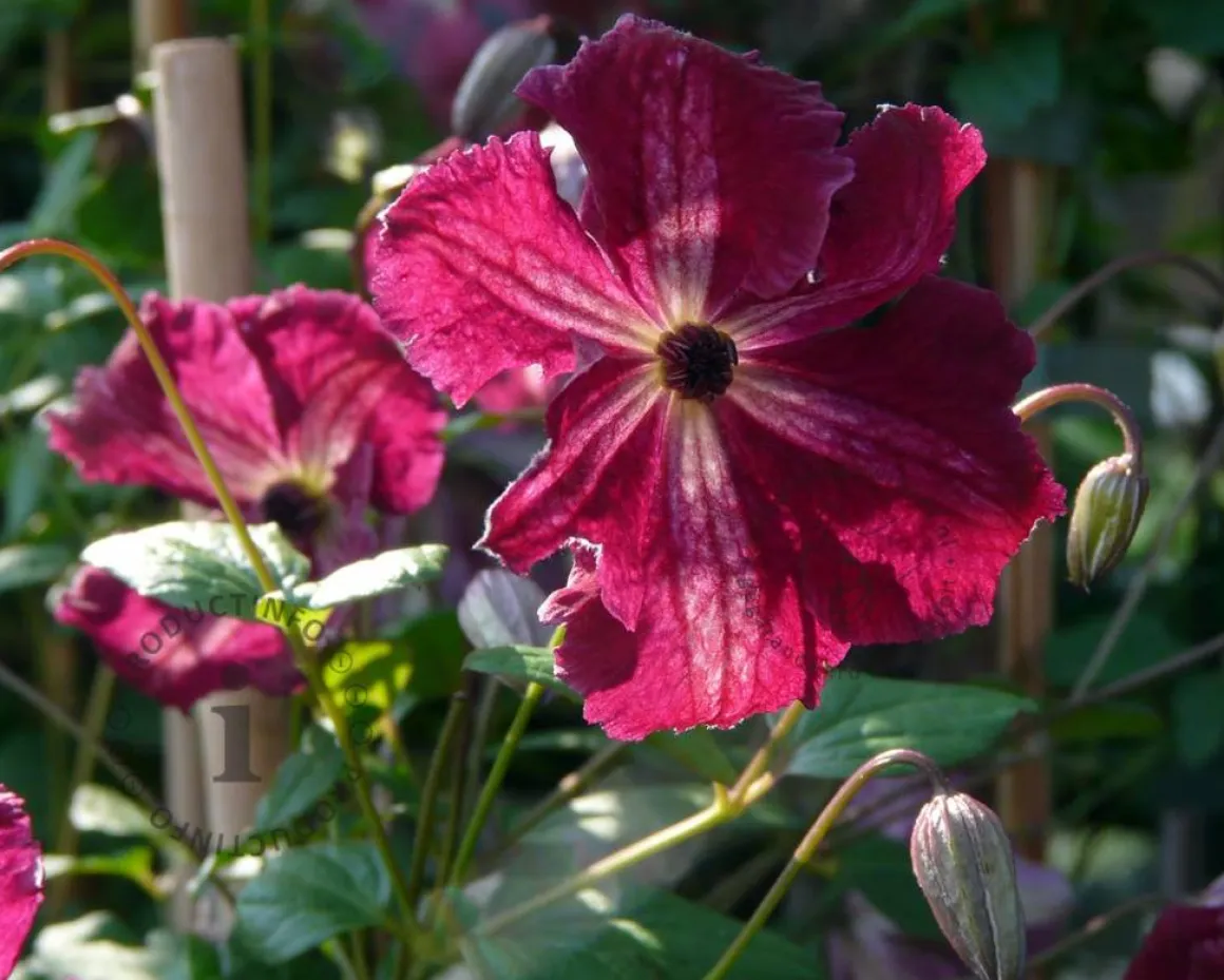Clematis viticella 'Rubra'