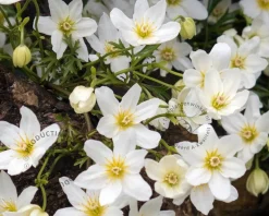 Clematis x cartmanii 'Avalanche'