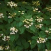 Clerodendrum trichotomum 'Purple Blaze'