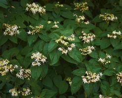 Clerodendrum trichotomum 'Purple Blaze'