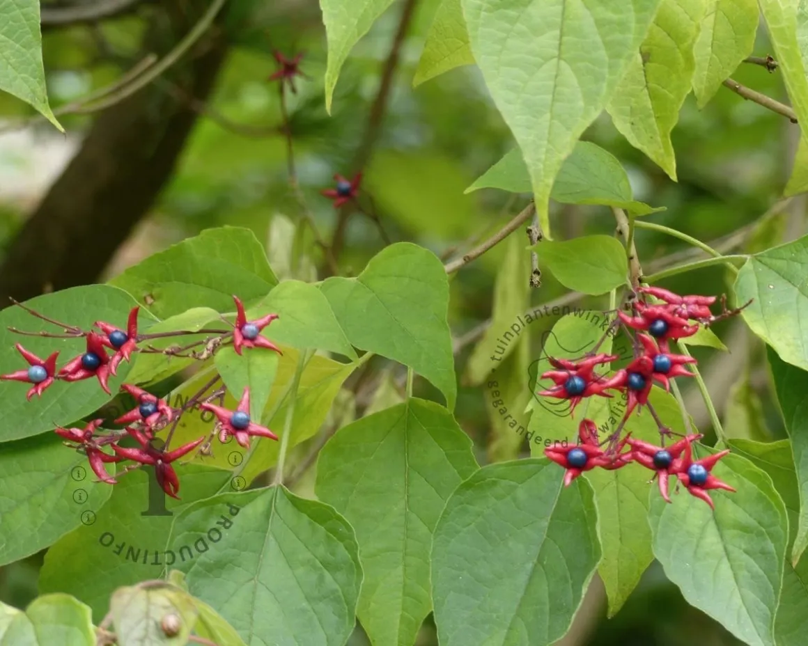 Clerodendrum trichotomum 'Purple Blaze'
