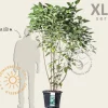 Clerodendrum trichotomum - XL+