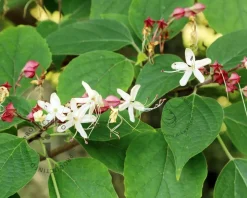 Clerodendrum trichotomum - XL+