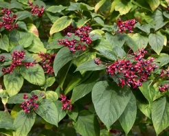 Clerodendrum trichotomum - XL+