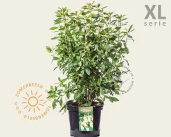 Clethra alnifolia 'Pink Spire' - XL