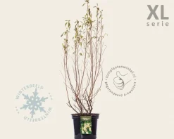Clethra alnifolia 'Pink Spire' - XL