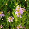 Coreopsis rosea 'American Dream'