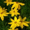 Coreopsis verticillata