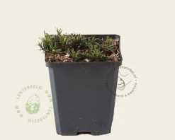 Coreopsis verticillata