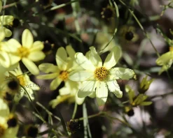 Coreopsis verticillata 'Moonbeam'