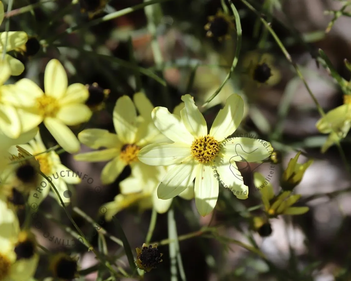 Coreopsis verticillata 'Moonbeam'
