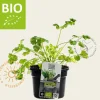 Coriandrum sativum PUUR