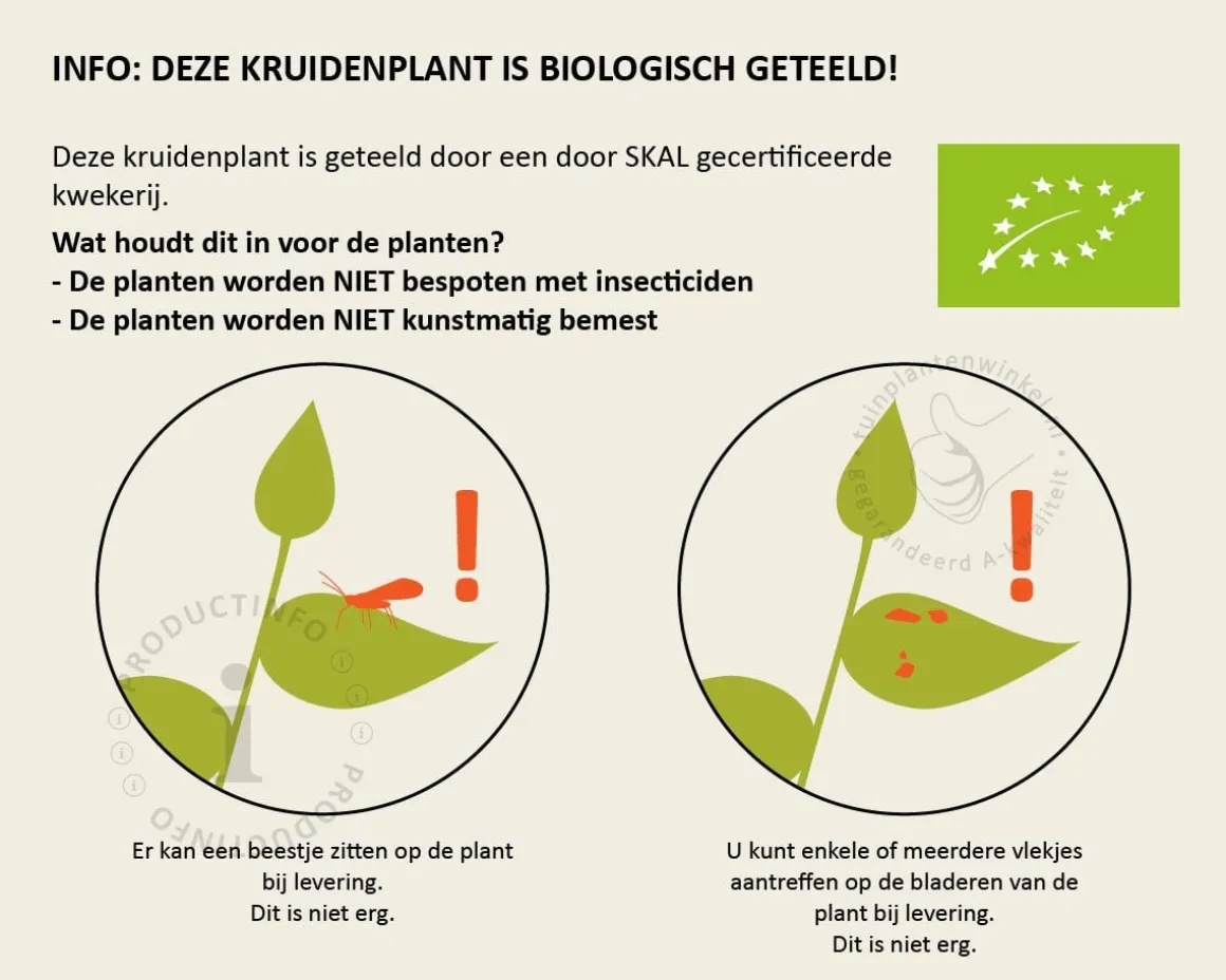 Coriandrum sativum PUUR