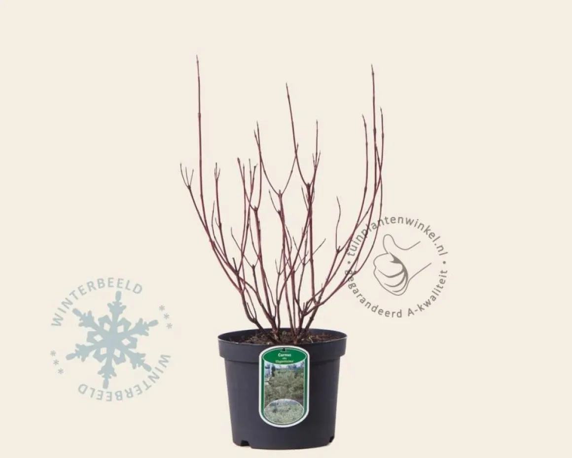Cornus alba 'Elegantissima'