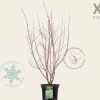 Cornus alba 'Elegantissima' - XL