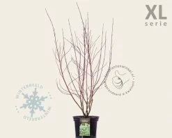 Cornus alba 'Elegantissima' - XL