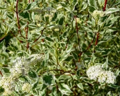 Cornus alba 'Elegantissima' - XL