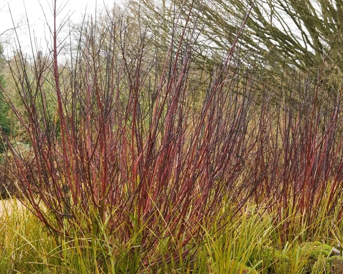 Cornus alba 'Kesselringii'