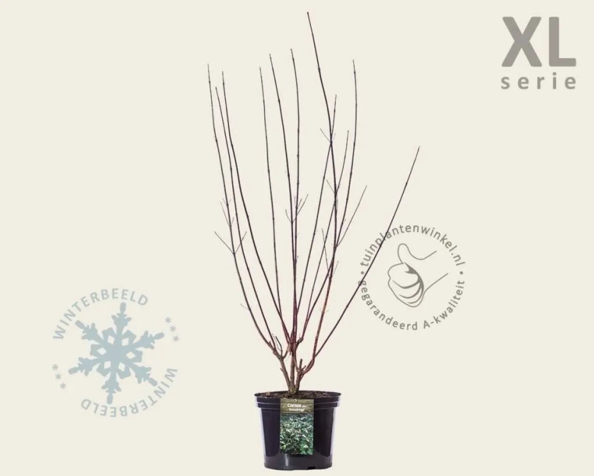 Cornus alba 'Kesselringii' - XL