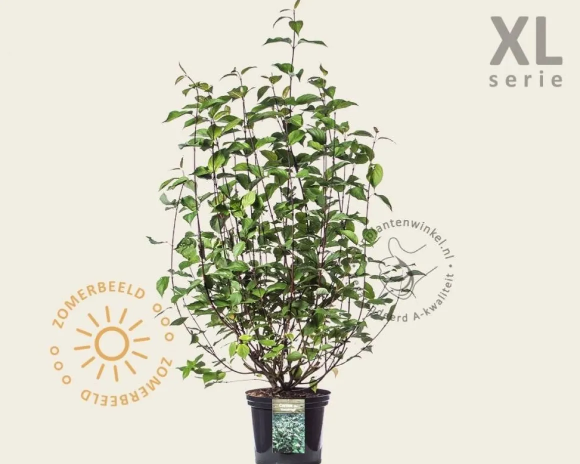 Cornus alba 'Kesselringii' - XL