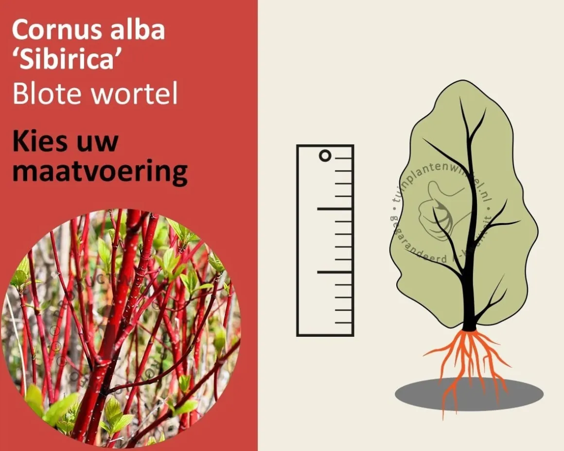 Cornus alba 'Siberica' - blote wortel