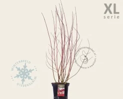 Cornus alba 'Sibirica' - XL