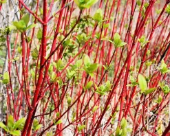 Cornus alba 'Sibirica' - XL