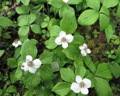 Cornus canadensis