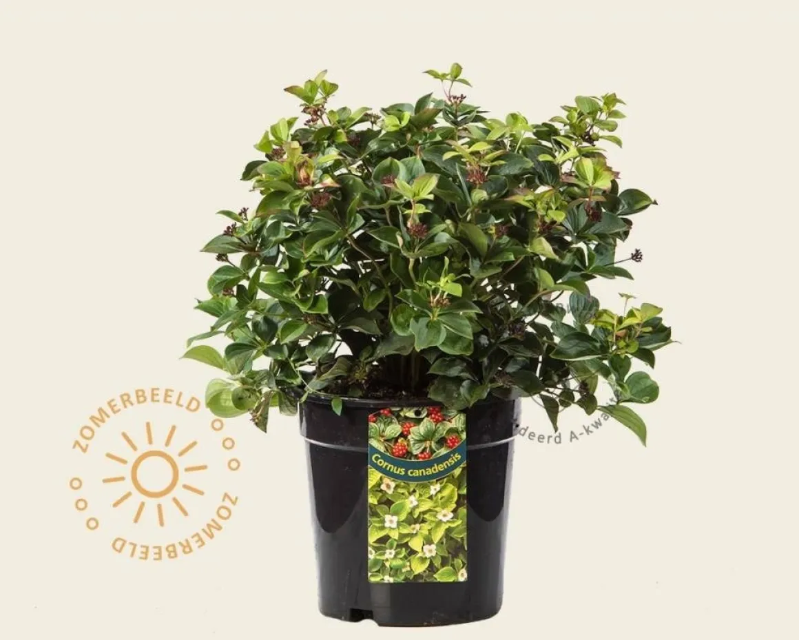 Cornus canadensis