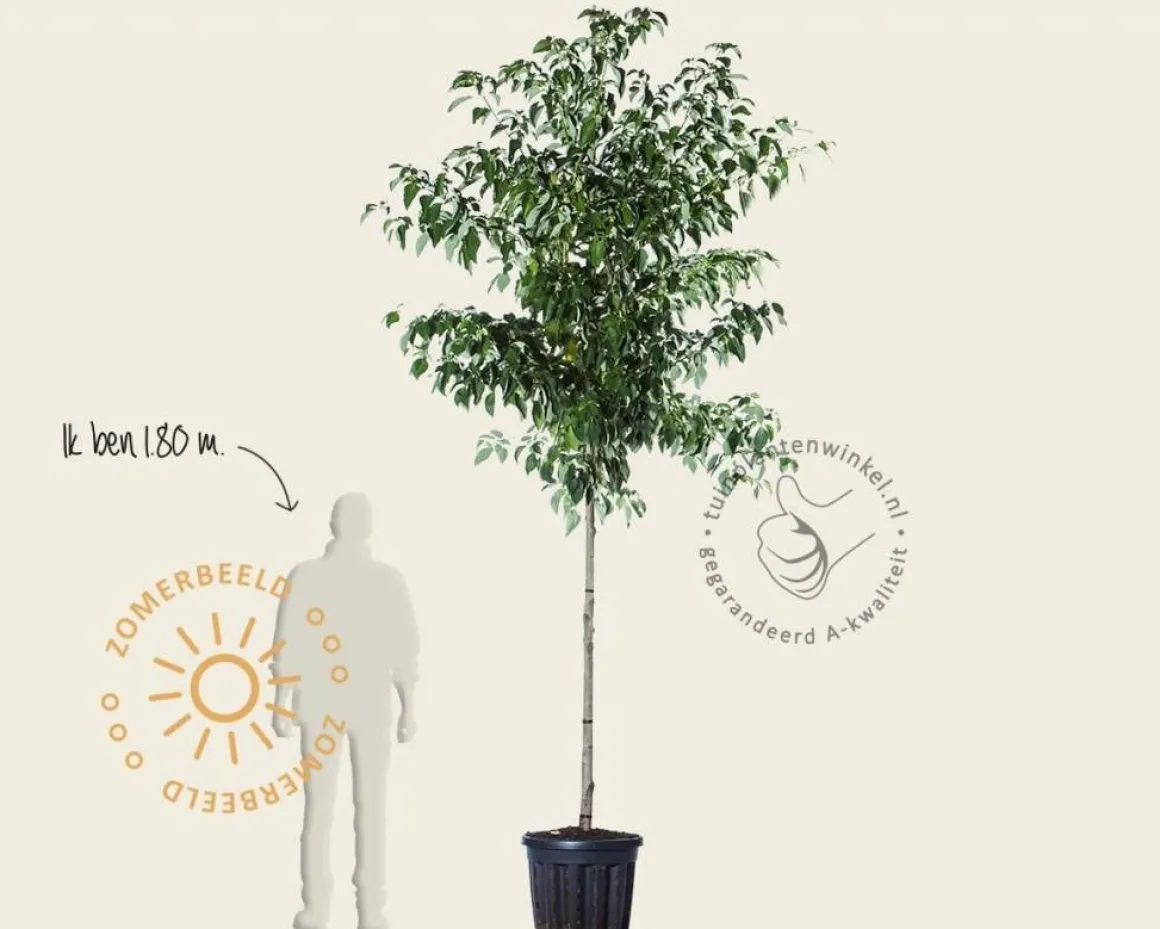 Cornus controversa