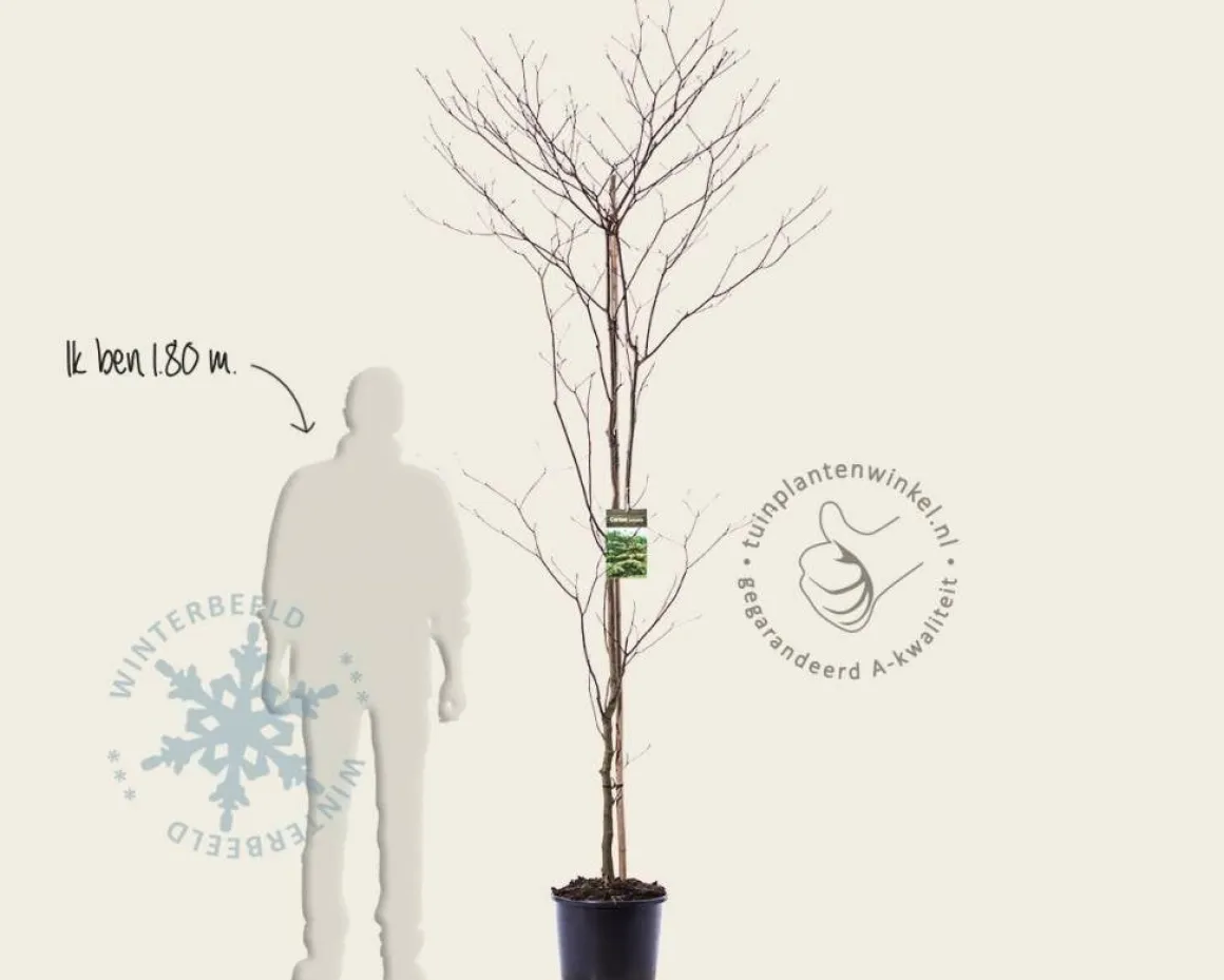 Cornus controversa