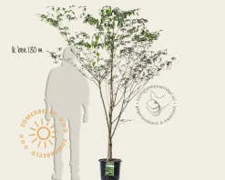 Cornus controversa