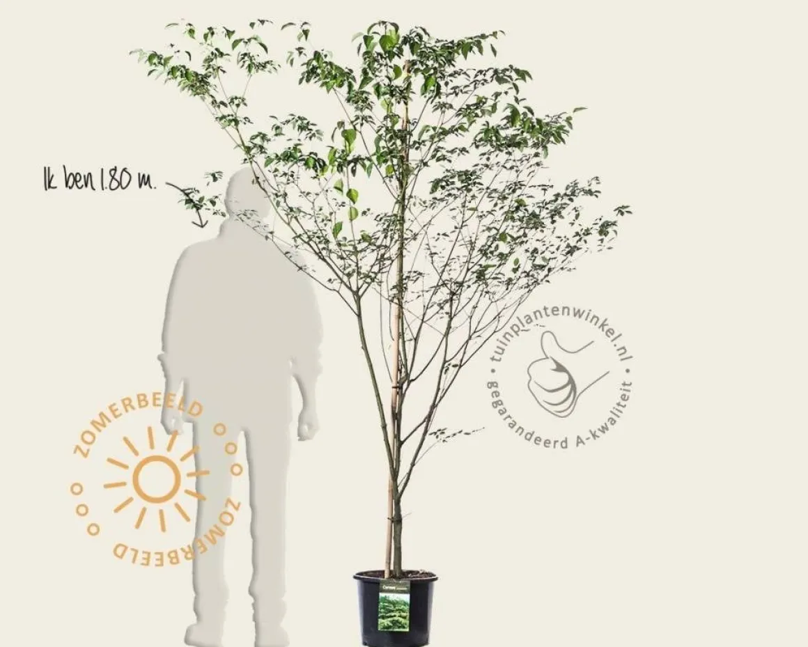 Cornus controversa
