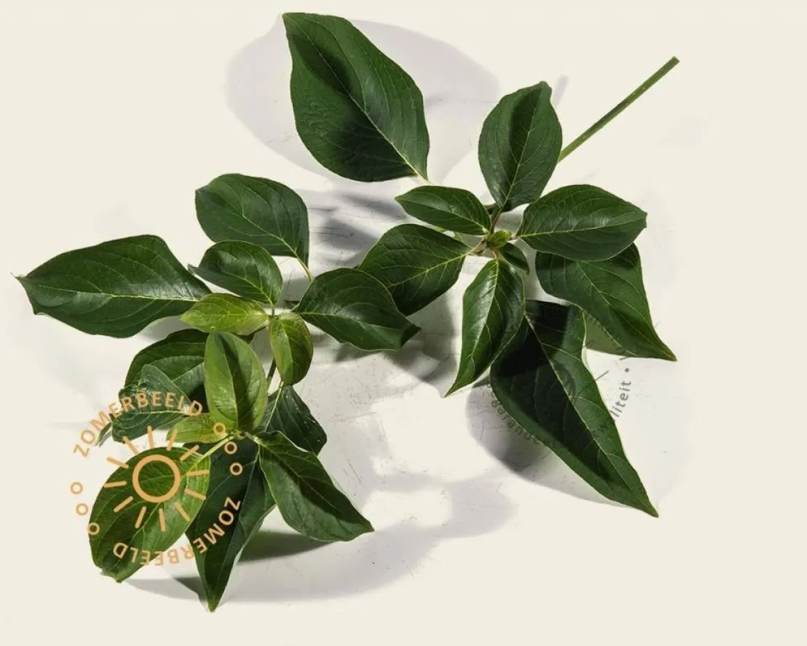Cornus controversa