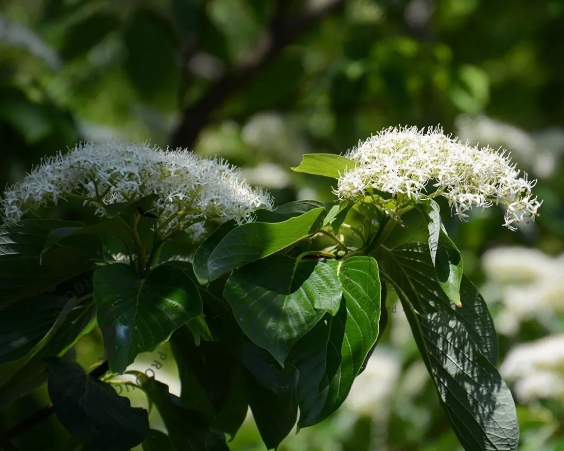 Cornus controversa