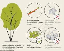 Cornus controversa