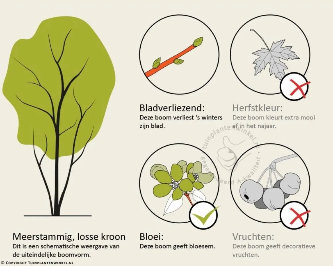 Cornus controversa