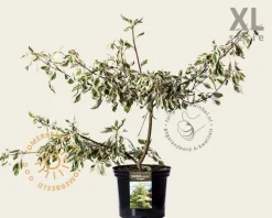 Cornus controversa 'Variegata' - XL