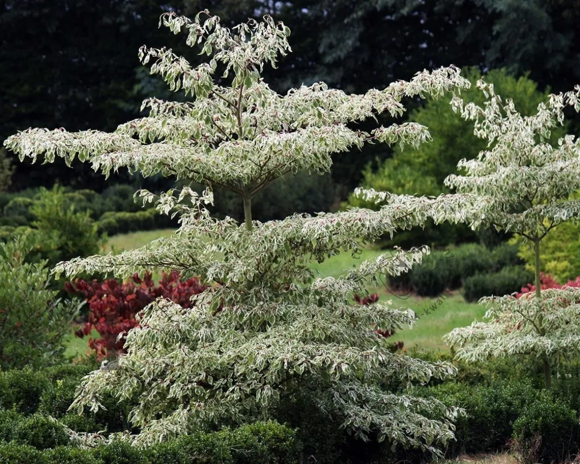 Cornus controversa 'Variegata' - XL