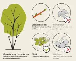 Cornus controversa - XL+