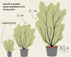 Cornus controversa - XL+