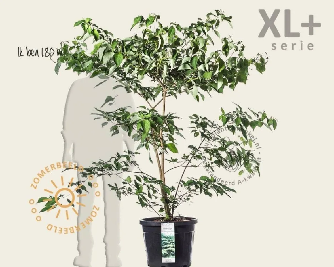 Cornus controversa - XL+